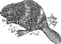beaver Maqephe A Mebala A Hatisoang